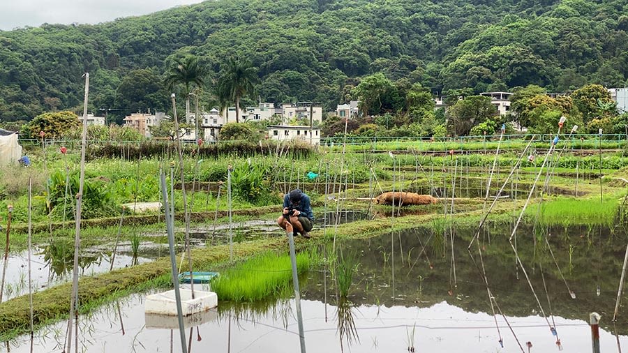 一个男人为稻田拍照，远处可见辽阔的青山景致。