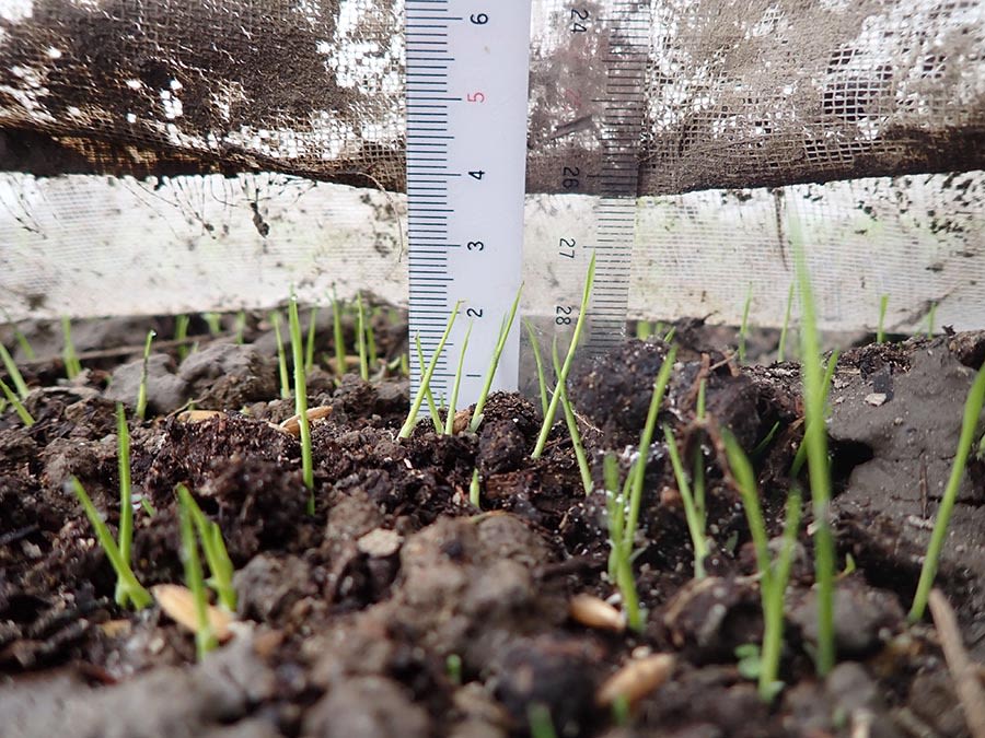 近镜拍摄用尺量度从泥土中冒出的稻苗。