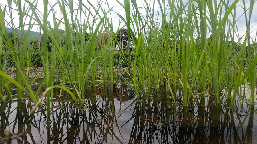 近镜拍摄在稻田中茁壮生长的水稻。