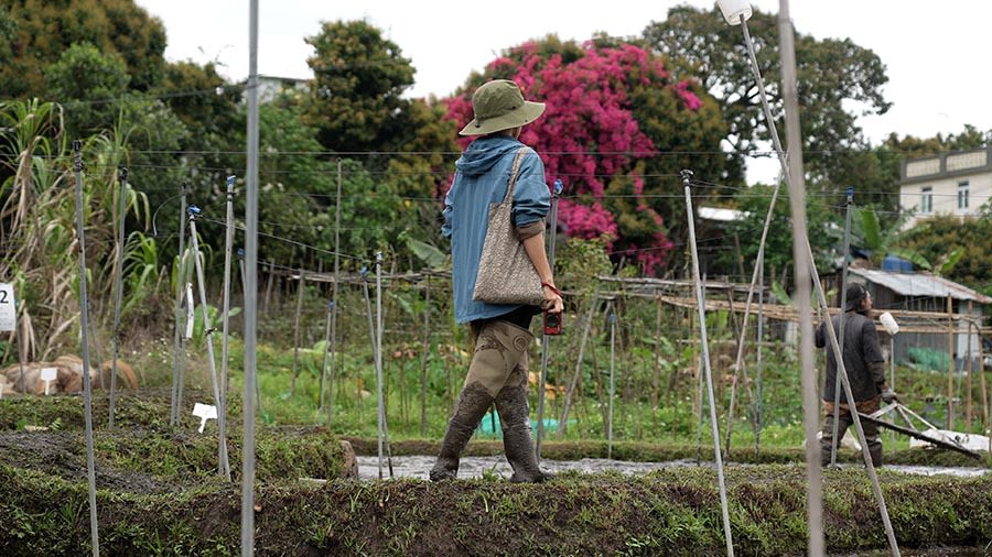 一个头戴宽边帽子的人在稻田中走过。
