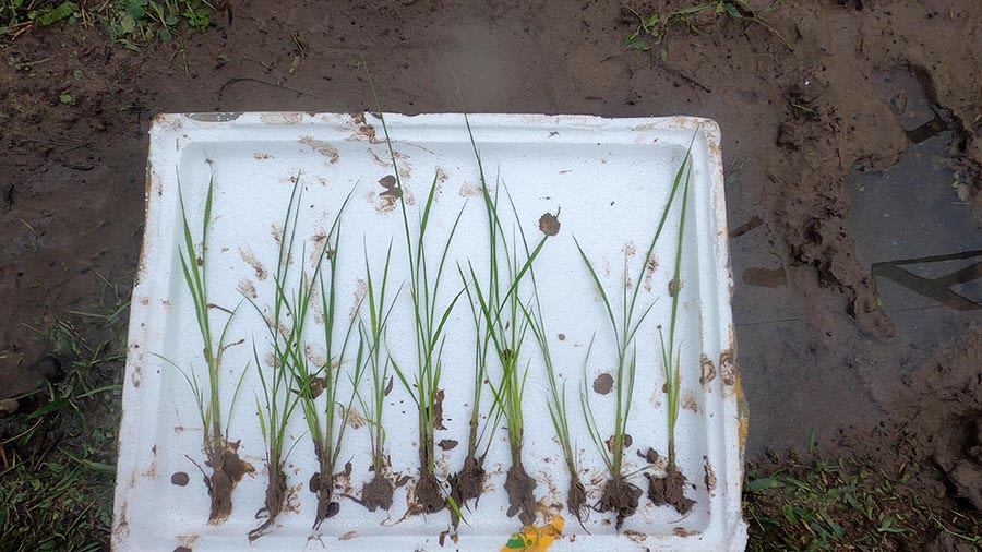 泥泞上有一个发泡胶盖子，上面整齐摆放着一些稻苗。