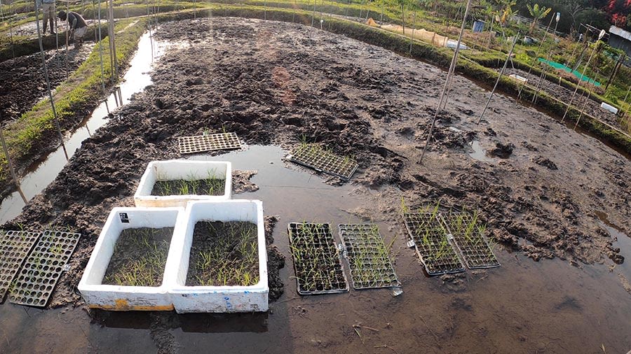 从鸟瞰角度拍摄充满泥泞的稻田。