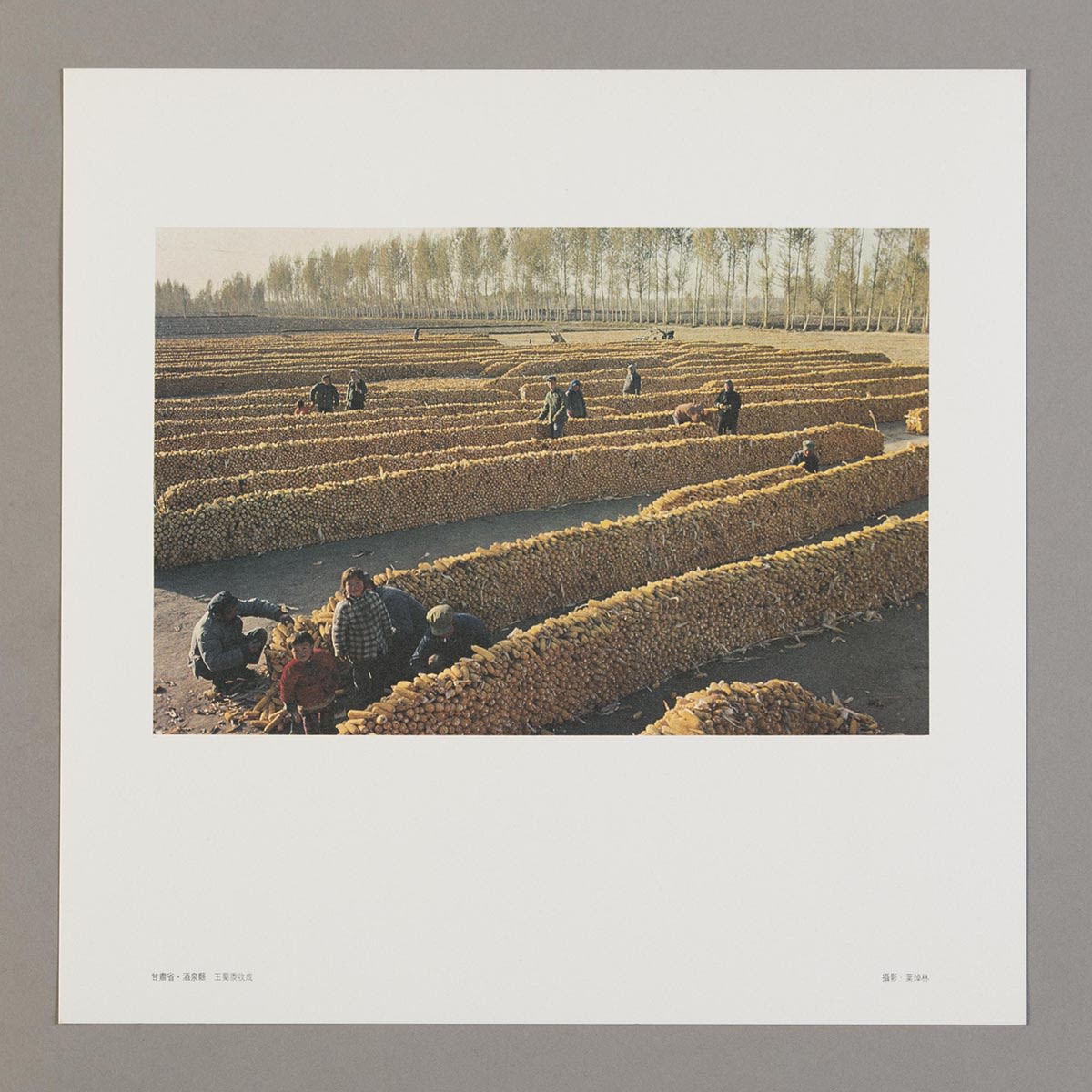 随《丝绸之路巡礼名曲集》黑胶唱片所附送的正方形明信片。白色边框内的照片可见大人和小孩，收割好的玉米则堆叠成墙，排成一行行。