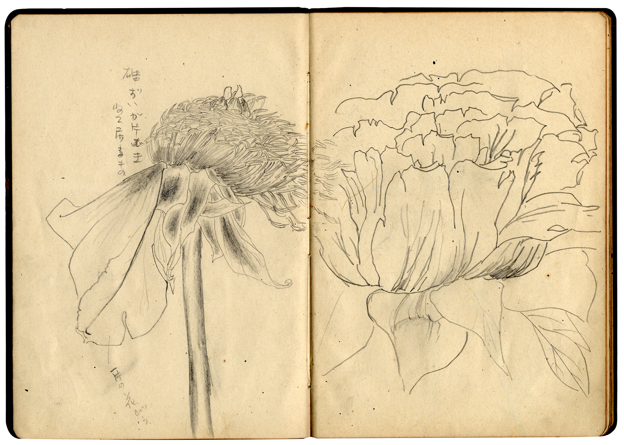 笔记本跨页上是两朵以铅笔描绘的花的速写。左页是一朵花瓣下垂的菊花，周围潦草地写上三行日文，右页是另一朵花的特写轮廓。