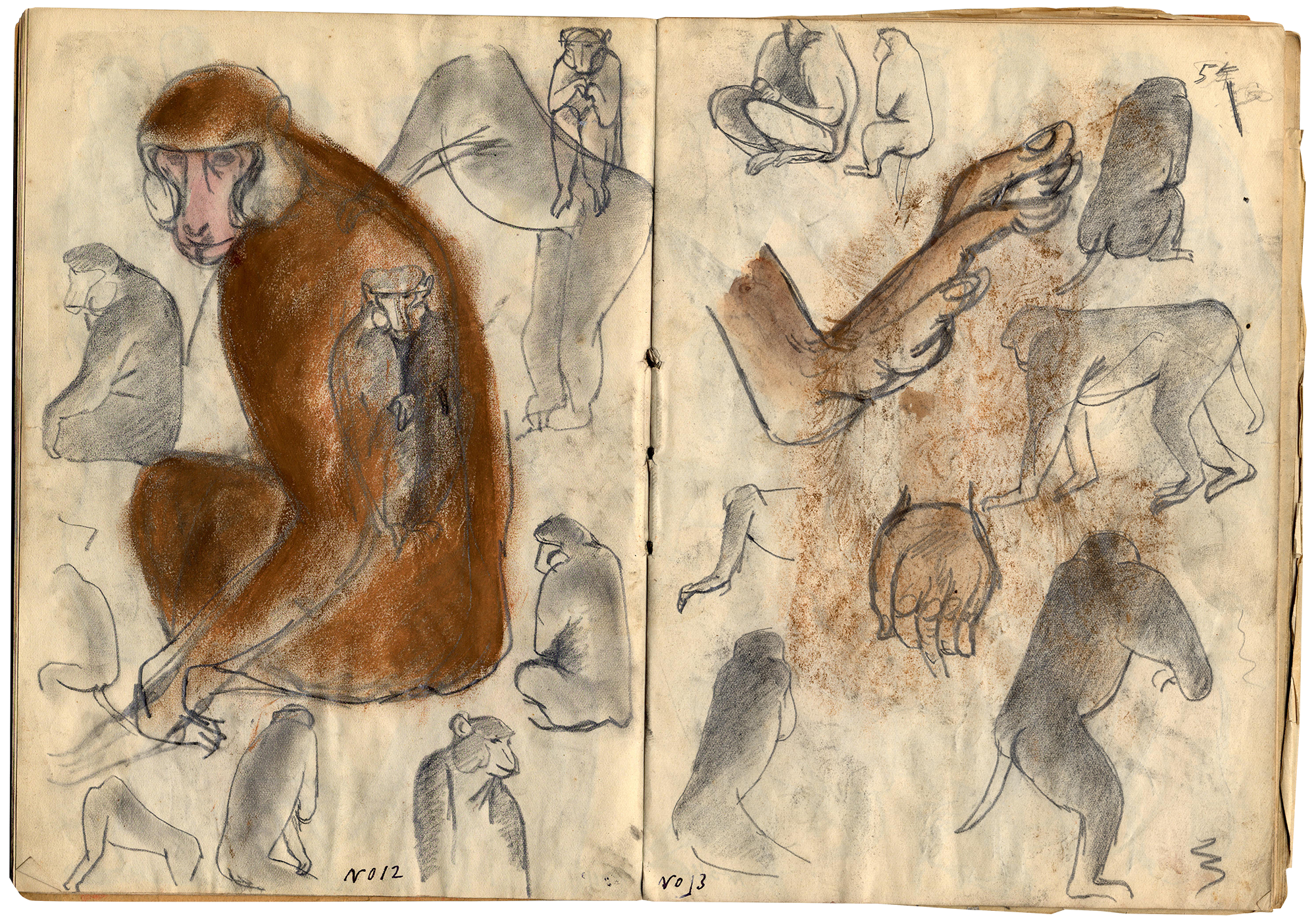 笔记本跨页中，可见以铅笔、粉彩和水彩绘画的多幅速写，呈现猴子的各种姿势和表情。左页大部分空间被一幅铅笔和棕色粉彩绘画占据，仔细地描绘了一只猴子的形态，而右页的中央则有两幅展示猴子手部姿势的绘画。左页和右页底部分别标示「No 12」和「No 13」。
