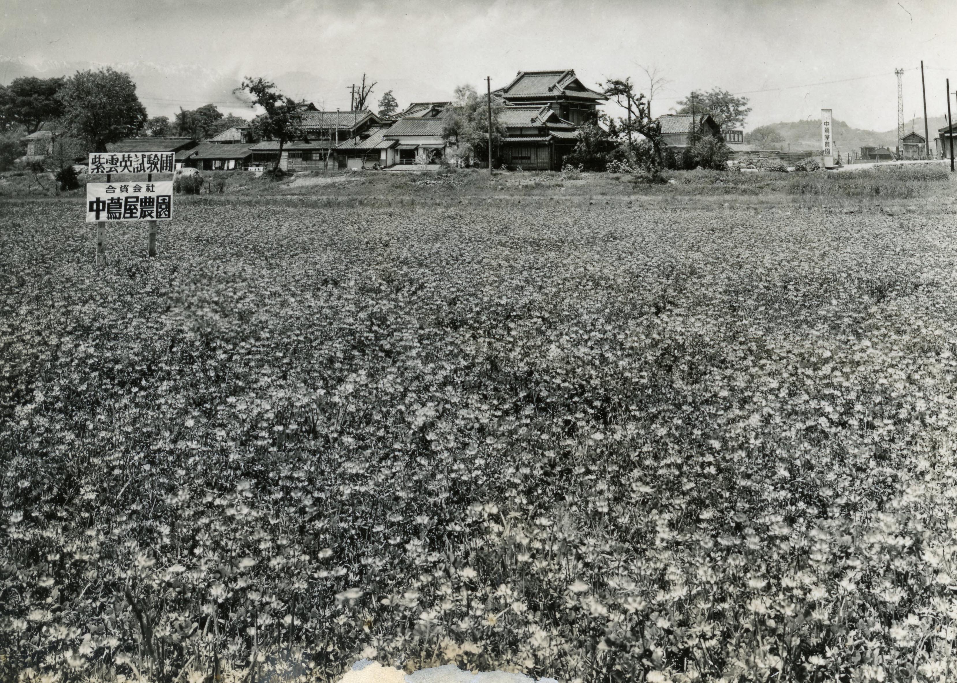 黑白照片的前景为一大片花田，后方矗立着树木和瓦顶房子。田间竖起了一块告示牌，以日文列出照片的拍摄地点，即「紫云英试验圃，合资会社，中茑屋农园」。